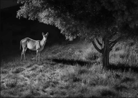 Fotopułapka Reolink Camovue 8MP LTE Talon Series S130